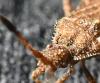 Strobilotoma typhaecornis